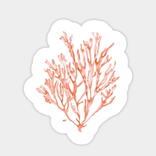 Coral seaweed illustration Sticker